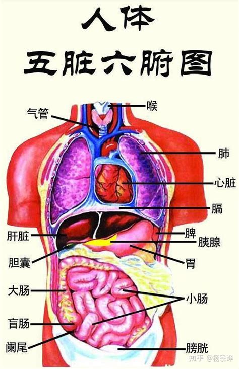 身体部位|人体器官分布图